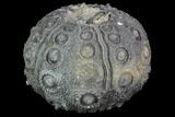 Detailed Nenoticidaris Fossil Urchin - Morocco #89252-3